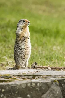 Glacier National Park, Montana, USA. Columbian ground squirrel standing to see if all is safe Glacier National Park, Montana, USA. Columbian ground squirrel standing to see if all is safe