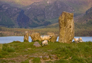 Glengarriff, Ireland, Uragh Stone Circle. Sheep gathering Glengarriff, Ireland, Uragh Stone Circle. Sheep gathering