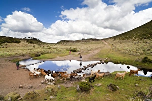 Goat and horse herd tended by oromo children near Kotera Plain Goat and horse herd tended by oromo children near Kotera Plain