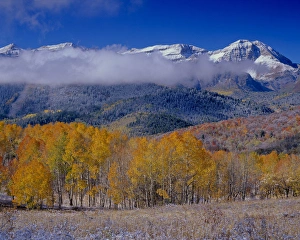Golden Aspens & Fall, Mt. Timpanogas, Uinta Wasatch Cache-N.F., near Provo, UT Golden Aspens & Fall, Mt. Timpanogas, Uinta Wasatch Cache-N.F., near Provo, UT