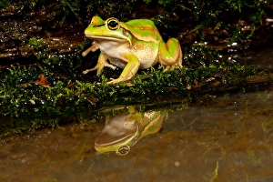Golden Bell Treefrog, Litoria aurea, Native to Australia, Habitat: Ground Dwelling Golden Bell Treefrog, Litoria aurea, Native to Australia, Habitat: Ground Dwelling
