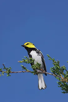 Golden-cheeked Warbler, Dendroica chrysoparia, male on Mountain Cedar (Juniperus ashei) Golden-cheeked Warbler, Dendroica chrysoparia, male on Mountain Cedar (Juniperus ashei)