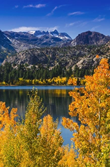 Golden fall aspen at June Lake, Inyo National Forest, Sierra Nevada Mountains, California Golden fall aspen at June Lake, Inyo National Forest, Sierra Nevada Mountains, California
