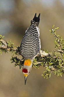 Golden-fronted Woodpecker (Melanerpes aurifrons) adult male foraging Golden-fronted Woodpecker (Melanerpes aurifrons) adult male foraging