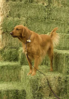 Golden Retriever (Cheyenne) on Bales of Alfalfa Golden Retriever (Cheyenne) on Bales of Alfalfa