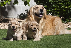 A Golden Retriever female lying on a lawn with two puppies running A Golden Retriever female lying on a lawn with two puppies running