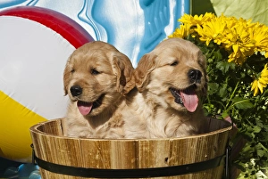 Two Golden Retriever puppies sitting in a wooden pail with a beach ball and yellow Two Golden Retriever puppies sitting in a wooden pail with a beach ball and yellow