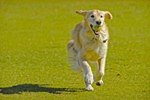 A golden retriever running on a green lawn with a tennis ball in his mouth A golden retriever running on a green lawn with a tennis ball in his mouth