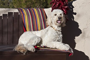 A Goldendoodle lying on a garden bench with an adobe wall and red chilies hanging A Goldendoodle lying on a garden bench with an adobe wall and red chilies hanging