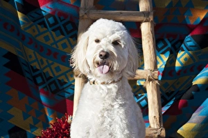 A Goldendoodle sitting against a Southwestern blanket with a wooden ladder and red A Goldendoodle sitting against a Southwestern blanket with a wooden ladder and red