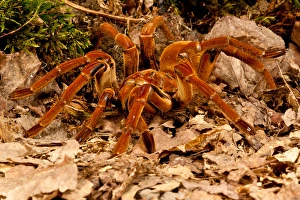 Goliath Bird-eater Spider, Theraphosa blondi, Native to the Rain Forest Regions of Goliath Bird-eater Spider, Theraphosa blondi, Native to the Rain Forest Regions of
