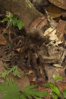 Goliath Bird-eating Tarantula (Theraphosa blondi) LARGEST SPIDER IN THE WORLD Goliath Bird-eating Tarantula (Theraphosa blondi) LARGEST SPIDER IN THE WORLD