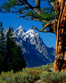 Grand Teton and Cathedral Group framed by Limber Pine, in Grand Teton National Park Grand Teton and Cathedral Group framed by Limber Pine, in Grand Teton National Park