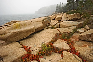 Granite bouders and distant Otter Cliff, among fog along coastline of Acadia National Park Granite bouders and distant Otter Cliff, among fog along coastline of Acadia National Park