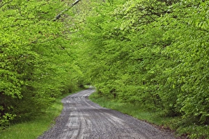 Gravel road to Tremont, Walker Valley, Great Smoky Mountains National Park, TN Gravel road to Tremont, Walker Valley, Great Smoky Mountains National Park, TN