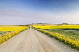 Gravel road to West Rainy Butte and flowering canola near New England, North Dakota, USA Gravel road to West Rainy Butte and flowering canola near New England, North Dakota, USA