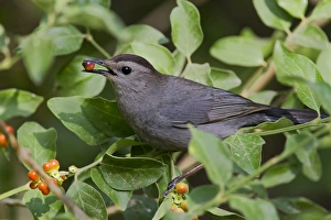 Gray Catbird (Dumetella carolinensis) feeding Gray Catbird (Dumetella carolinensis) feeding