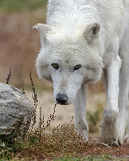 Gray/Grey Wolf during a rain storm, Canis lupus, West Yellowstone, Montana, controlled Gray/Grey Wolf during a rain storm, Canis lupus, West Yellowstone, Montana, controlled