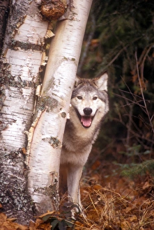 Natural World Images Prints: Gray wolf in a forest