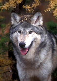 Prints of Gray wolf under a tree Images Dated 2016 May: Gray Wolf Under a Tree Print