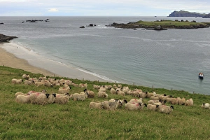 Great Blasket Island. County Kerry. Ireland. Sheep Great Blasket Island. County Kerry. Ireland. Sheep