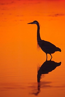 Great Blue Heron (Ardea herodias) fishing at Sunset. USA. Florida; Sanibel Island Great Blue Heron (Ardea herodias) fishing at Sunset. USA. Florida; Sanibel Island