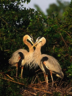 Great Blue Heron pair on nest in early morning light. USA, Florida, Venice Great Blue Heron pair on nest in early morning light. USA, Florida, Venice
