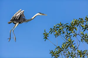 Great Blue Heron prepares to land on a tree over the Brazilian Pantanal with blue sky in the background Great Blue Heron prepares to land on a tree over the Brazilian Pantanal with blue sky in the background