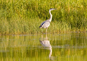 Great blue heron along the shoreline of Whitefish Lake in Montana Great blue heron along the shoreline of Whitefish Lake in Montana