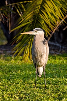 A great blue heron stands solitare, overlooking a wetland A great blue heron stands solitare, overlooking a wetland