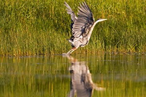 Great blue heron takes off for flight along the shoreline of Whitefish Lake in Montana Great blue heron takes off for flight along the shoreline of Whitefish Lake in Montana