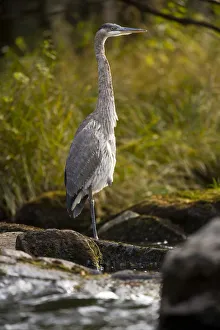 A Great Blue Heron waits for fish on the Connecticut River in Pittsburg, New Hampshire A Great Blue Heron waits for fish on the Connecticut River in Pittsburg, New Hampshire