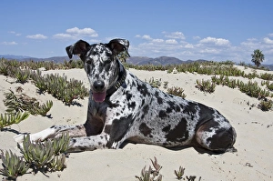 A Great Dane lying in the sand in Ventura California A Great Dane lying in the sand in Ventura California