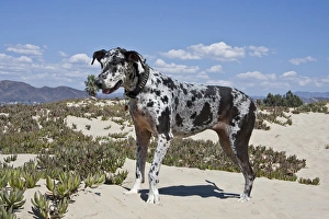 A Great Dane standing in sand at the Ventura Beach in California A Great Dane standing in sand at the Ventura Beach in California