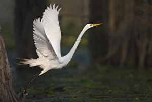 Great Egret (Ardea alba) on Caddo Lake, Texas Great Egret (Ardea alba) on Caddo Lake, Texas