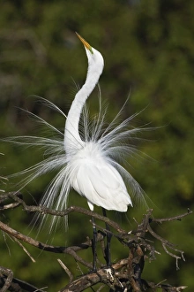Great Egret displaying breeding plumes, Casmerodius albus, Venice, Florida Great Egret displaying breeding plumes, Casmerodius albus, Venice, Florida