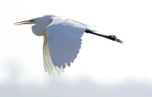 A great egret flying against a white background at the San Luis National Wildlife A great egret flying against a white background at the San Luis National Wildlife