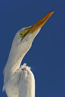 Great Egret in portrait, Casmerodius albus, Sanibel Island, Florida Great Egret in portrait, Casmerodius albus, Sanibel Island, Florida