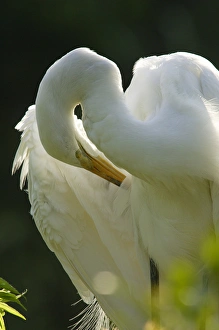 Great Egret preening on nest Ardea alba Alligator farm rookery, St. Augustine, FL Great Egret preening on nest Ardea alba Alligator farm rookery, St. Augustine, FL