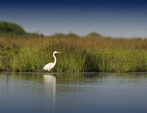 Great Egret in salt marsh, Ardea alba, Espiritu Santo Bay, Texas Great Egret in salt marsh, Ardea alba, Espiritu Santo Bay, Texas