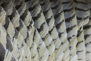 Great Horned Owl Tail feather pattern Fanned Out Great Horned Owl Tail feather pattern Fanned Out