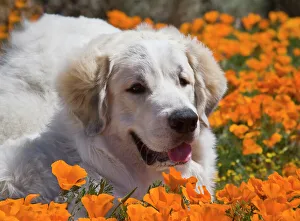 A Great Pyrenees lying in a field of wild Poppy flowers at Antelope Valley California A Great Pyrenees lying in a field of wild Poppy flowers at Antelope Valley California