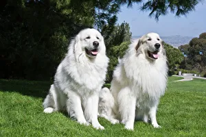 Two Great Pyrenees sitting together at a park in Laguna Beach California Two Great Pyrenees sitting together at a park in Laguna Beach California