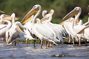 Great White Pelikan (pelecanus onocrotalus) near the shore of Lake Chamo in Nechisar Great White Pelikan (pelecanus onocrotalus) near the shore of Lake Chamo in Nechisar