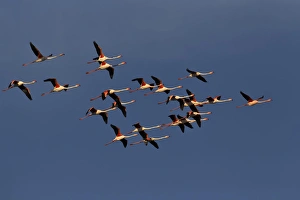 Greater Flamingos in flight, Camargue region of France, Parc Naturel Rgional de Camargue Greater Flamingos in flight, Camargue region of France, Parc Naturel Rgional de Camargue
