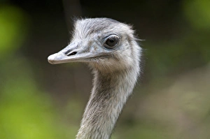 Greater Rhea, Rhea americana, Corrientes, Argentina Greater Rhea, Rhea americana, Corrientes, Argentina