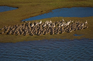 greater white-fronted geese, Anser albifrons, and snow geese, Chen caerulescens greater white-fronted geese, Anser albifrons, and snow geese, Chen caerulescens