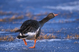 greater white-fronted goose, Anser albifrons, walking on the frozen 1002 Coastal greater white-fronted goose, Anser albifrons, walking on the frozen 1002 Coastal