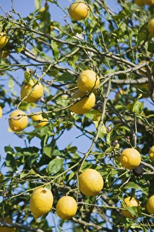 GREECE-Ionian Islands-ZAKYNTHOS-GERAKARI: Lemons GREECE-Ionian Islands-ZAKYNTHOS-GERAKARI: Lemons