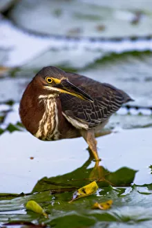 A green-backed heron walks across the water on top of water lilies, searching for insects A green-backed heron walks across the water on top of water lilies, searching for insects